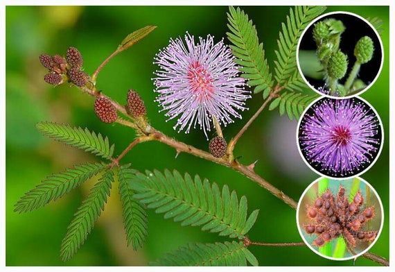 Mimosa Púdica Planta: flor, semilla, tallo, hoja.