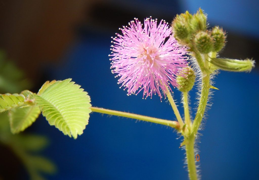 mimosa púdica planta herbal 1 calidad mas vida